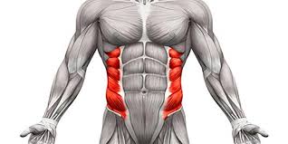 Photo of the external obliques.