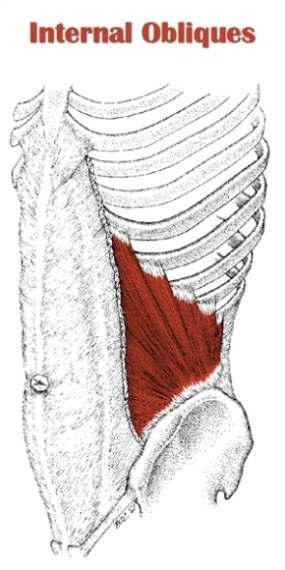 Photo of the internal obliques.