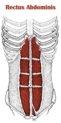 Photo of the rectus abdominis.