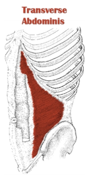 Photo of the transversus abdominis.