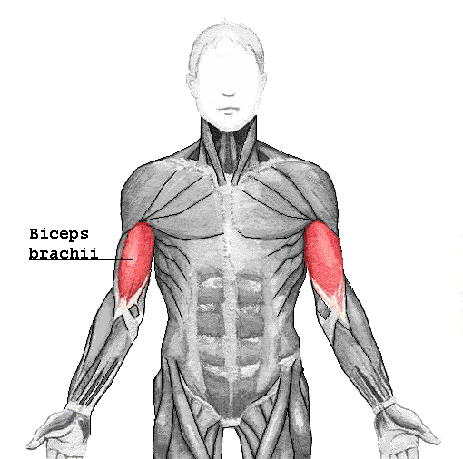 Photo of the biceps.