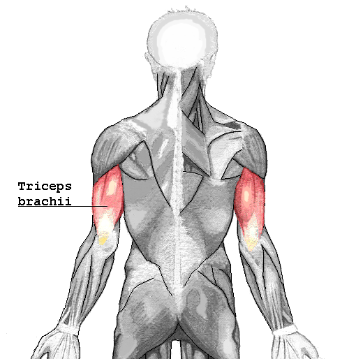 Photo of the triceps.