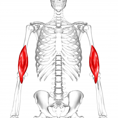 Photo of the brachialis muscle.