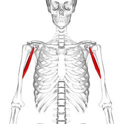 Photo of the coracobrachialis muscle.