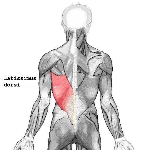 Photo of the latissimus dorsi muscle.