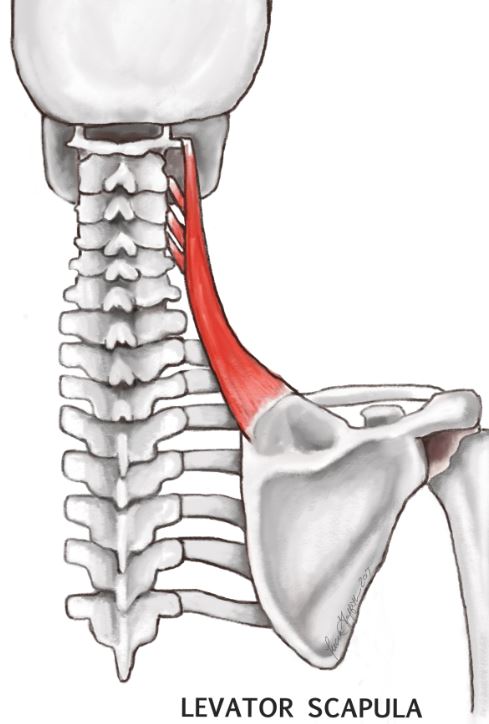 Photo of the levator scapulae muscle.