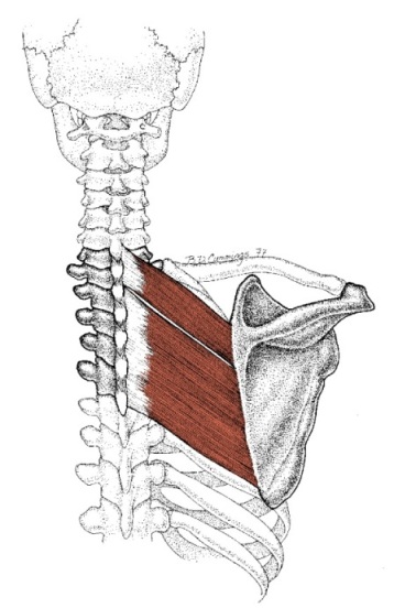 Photo of both the rhomboid major and rhomboid minor muscles.