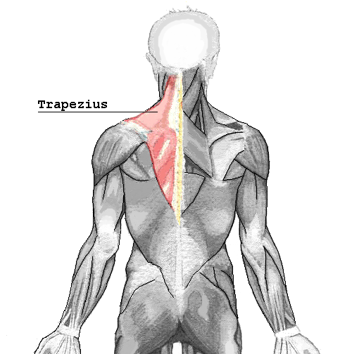 Photo of the trapezius muscle.