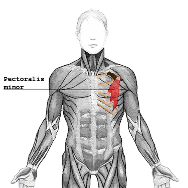 Photo of pectpralis minor muscle.