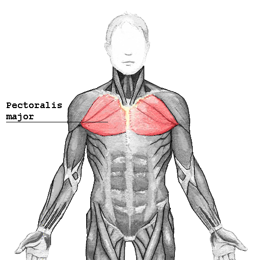 Photo of pectpralis major muscle.