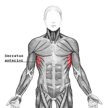 Photo of the serratus anterior muscle.