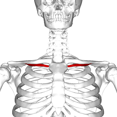 Photo of the subclavius muscle.