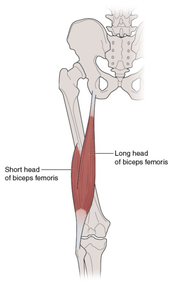 Photo of the bicep femoris muscle.