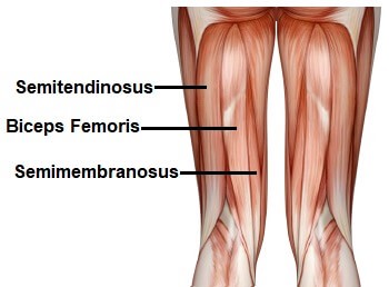 Photo of the semitendinosus, semimembranosus, and the bicep femoris muscles.