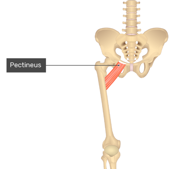 Photo of the pectineus muscle.