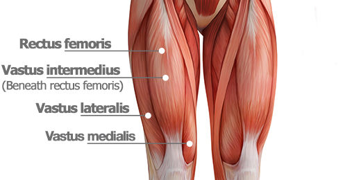 Photo of the all the quadreceps muscles.