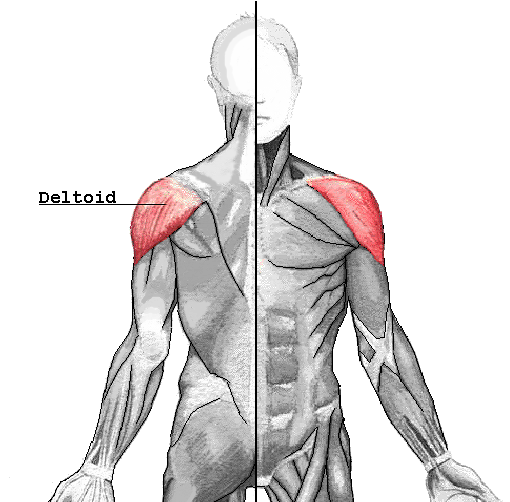 Photo of the deltoid muscle.