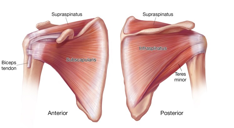 Photo of the supraspinatus, subscapularis, infraspinatous, and teres minor muscles that make up the rotator cuff.