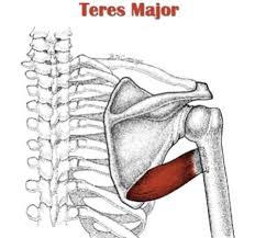 Photo of the teres major muscle.