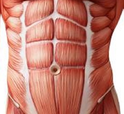 Diagram of the abdominals