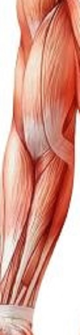 Diagram of the right arm muscles