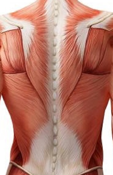 Diagram of the back muscles