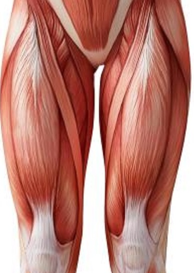 Diagram of the leg muscles