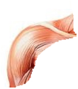 Diagram of the right deltoid